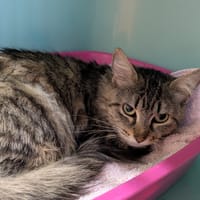 Diane, chatte à adopter