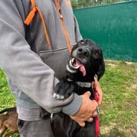 Plume, chienne à adopter