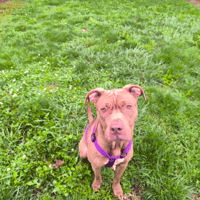 BIJOU VAA, chienne à adopter