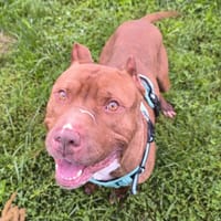 MASTIK VAA, chien à adopter