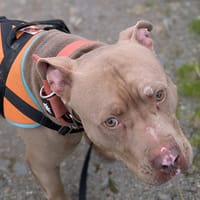 FRIVOLLE, chien à adopter