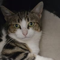 SPEEDY, chatte à adopter