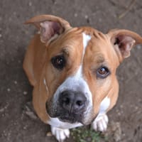 ONA, chienne à adopter