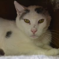 OURSE, chat à adopter