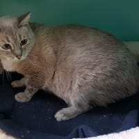 GASBY CT, chat à adopter