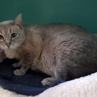 GASBY CT, chat à adopter