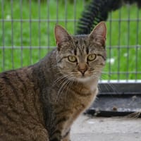 SAUTERELLE, chatte à adopter