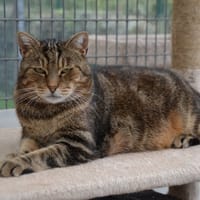 DJ MIAOU, chat à adopter