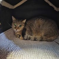 PERSO, chatte à adopter