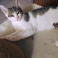 Aslan, chat à adopter