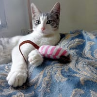 Elvis, chat à adopter