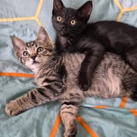 NAYA ET REGLISSE, chat à adopter