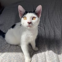kyuta, chat à adopter