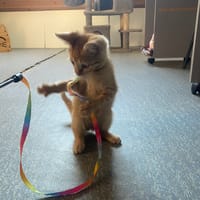 ed, chat à adopter