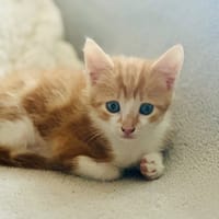 CARAMEL, chat à adopter