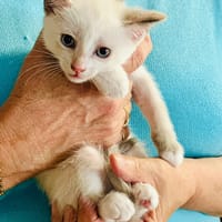 BELLA, chatte à adopter