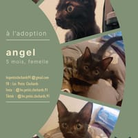 Angel, chatte à adopter