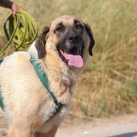 CLEM, chienne à adopter