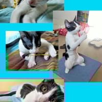 Chouchou, chat à adopter