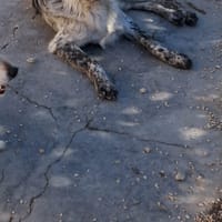 MASCHERINA nata in dicembre 2023, cane femmina da adottare