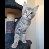MISTIGRIS, chat à adopter