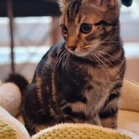 Choupie, chatte à adopter