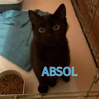 ABSOL, chat à adopter