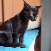 Nyxie, chatte à adopter