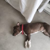 THANOS, chien à adopter