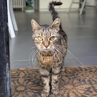 URPHEE, chatte à adopter