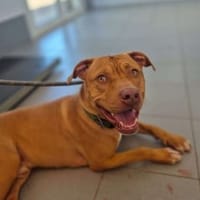 DEMBE, chien à adopter