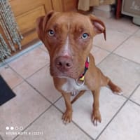 TWEET, chienne à adopter