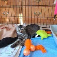 SMOOKY, chatte à adopter