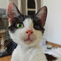 Globule, chat à adopter