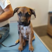 SAMY, chien à adopter