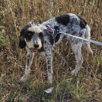 CHANA, chienne à adopter