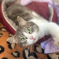 Lollie, chat à adopter