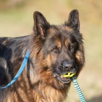 Borys, pies do adopcji