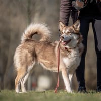 Sari, suczka do adopcji
