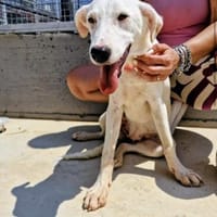 Angelika, Hündin zur Adoption