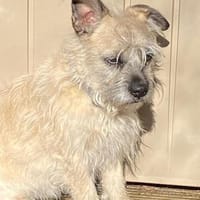 Jarus der kleine Abenteurer, Hund zur Adoption