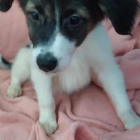 Goofy wartet in Coesfeld, Hund zur Adoption
