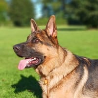 freundlicher Schäferhund sucht ...., Hund zur Adoption