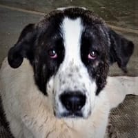 Santi braucht endlich ein Zuhause, Hund zur Adoption