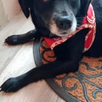 Lotte - sie ist eine Frohnatur, Hündin zur Adoption