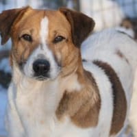 Freundlicher, ruhiger Lucio, Hund zur Adoption