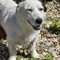 Pauline sucht ihre(n) Menschen, Hündin zur Adoption