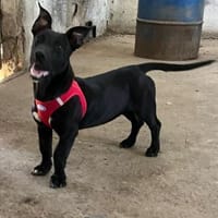 Pfiffige kleine Hanni wartet in Springe, Hündin zur Adoption