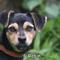 Robin, Hund zur Adoption