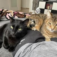 Zwei gemütliche Kater im besten Alter, Kater zur Adoption